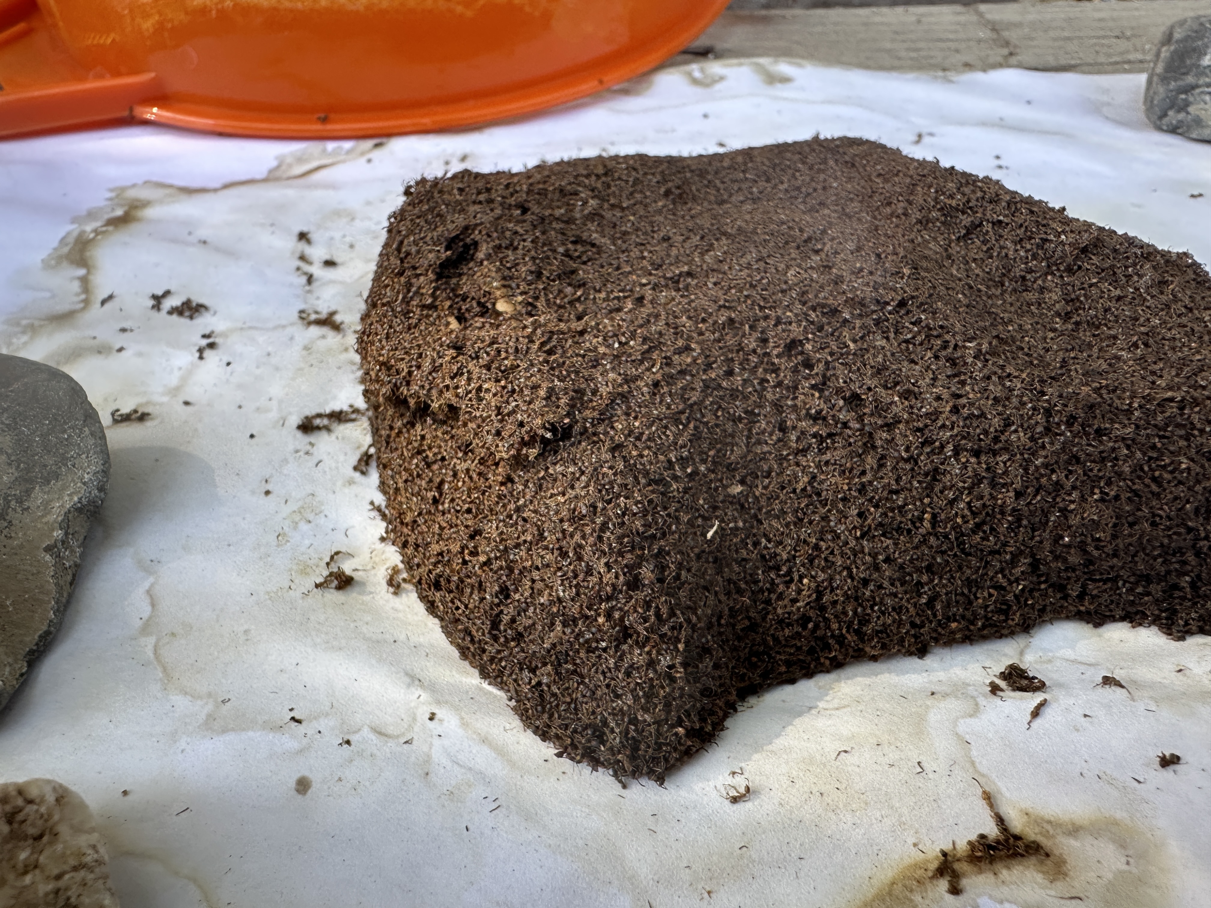 Argentine ants collected during a backyard test